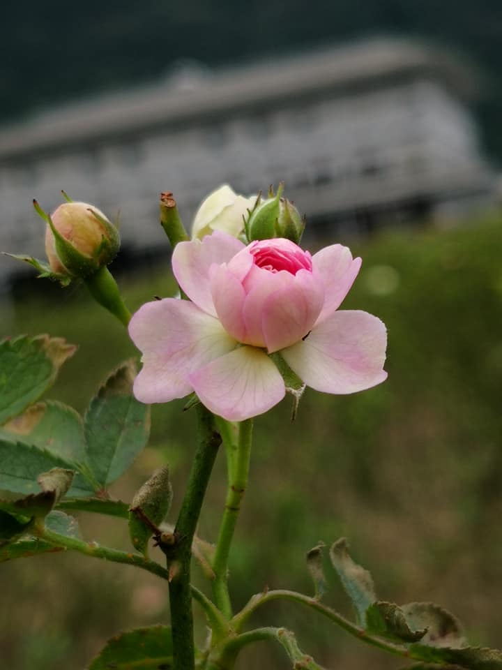 花開花謝之間 花開花謝之間